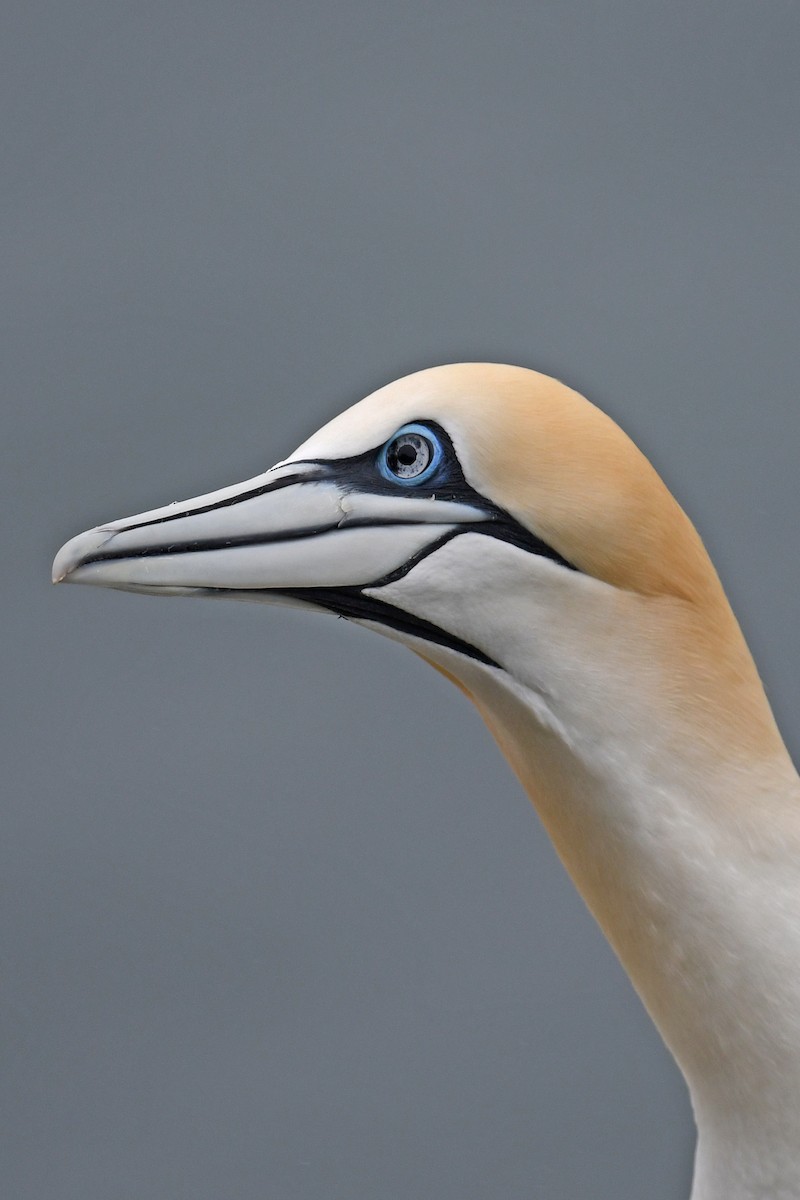 Alcatraz Atlántico - ML647064856