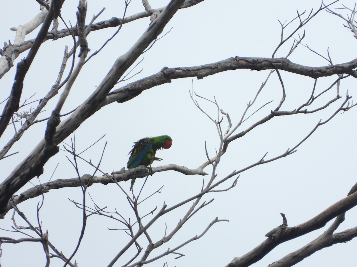 Great-billed Parrot - ML647064858