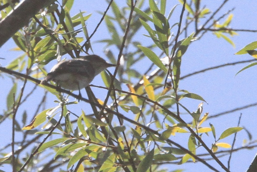 Spotted Flycatcher (Spotted) - ML647064860