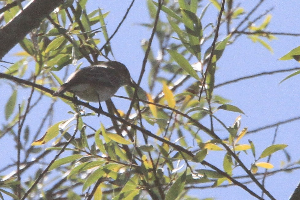 Spotted Flycatcher (Spotted) - ML647064864