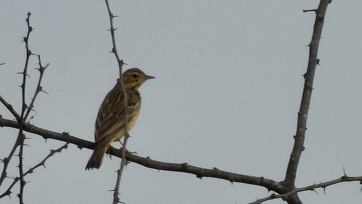 Tree Pipit - ML647064866