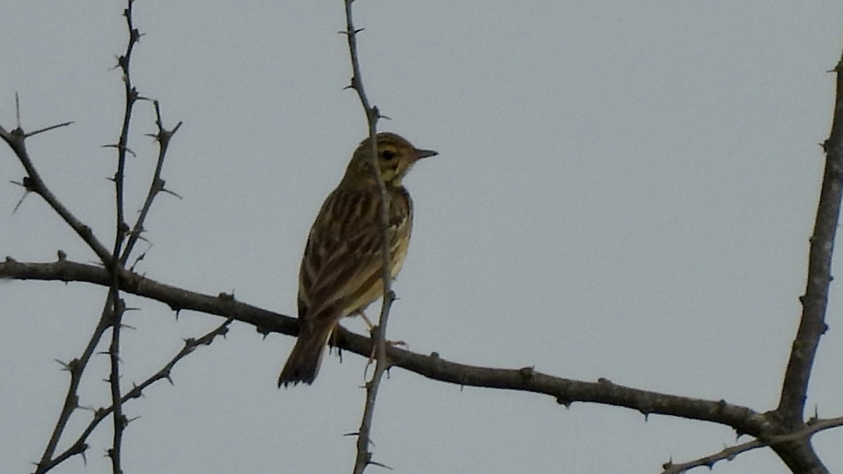 Tree Pipit - ML647064867