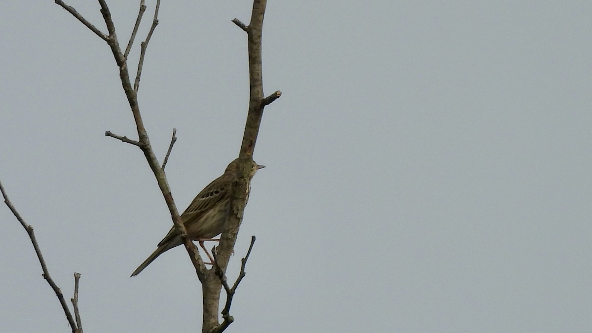Tree Pipit - ML647064868
