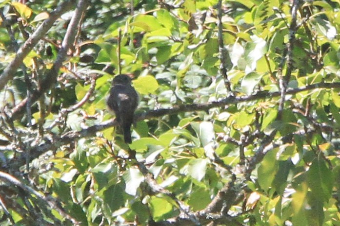 Spotted Flycatcher (Spotted) - ML647064869