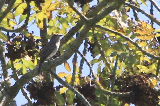 Spotted Flycatcher (Spotted) - ML647064870