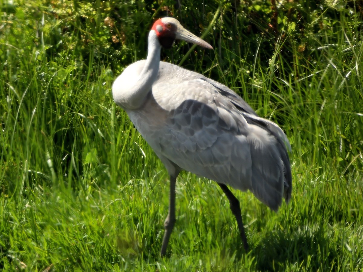 Brolga - ML647064877