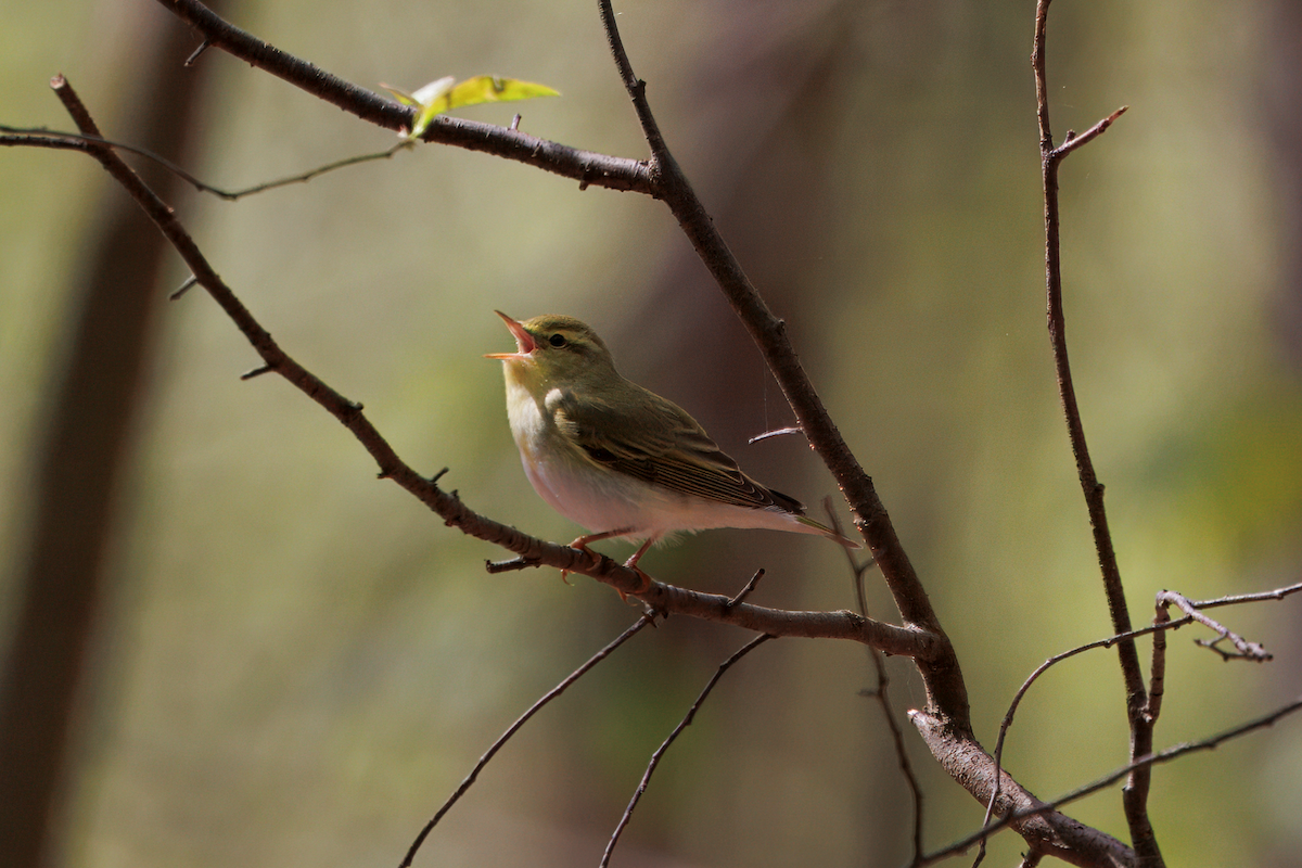 Txio txistularia - ML647064880