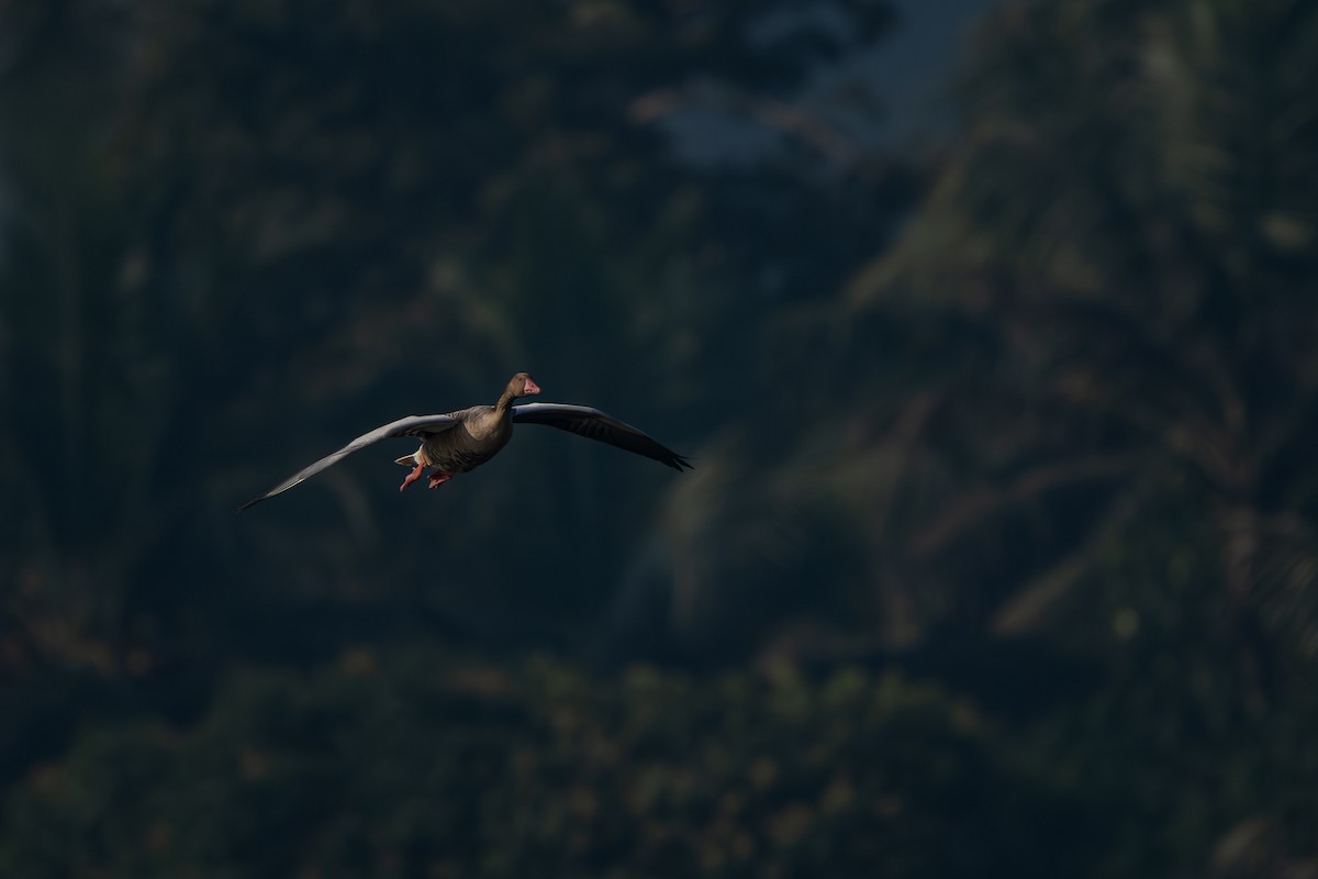 灰雁 - ML647064882