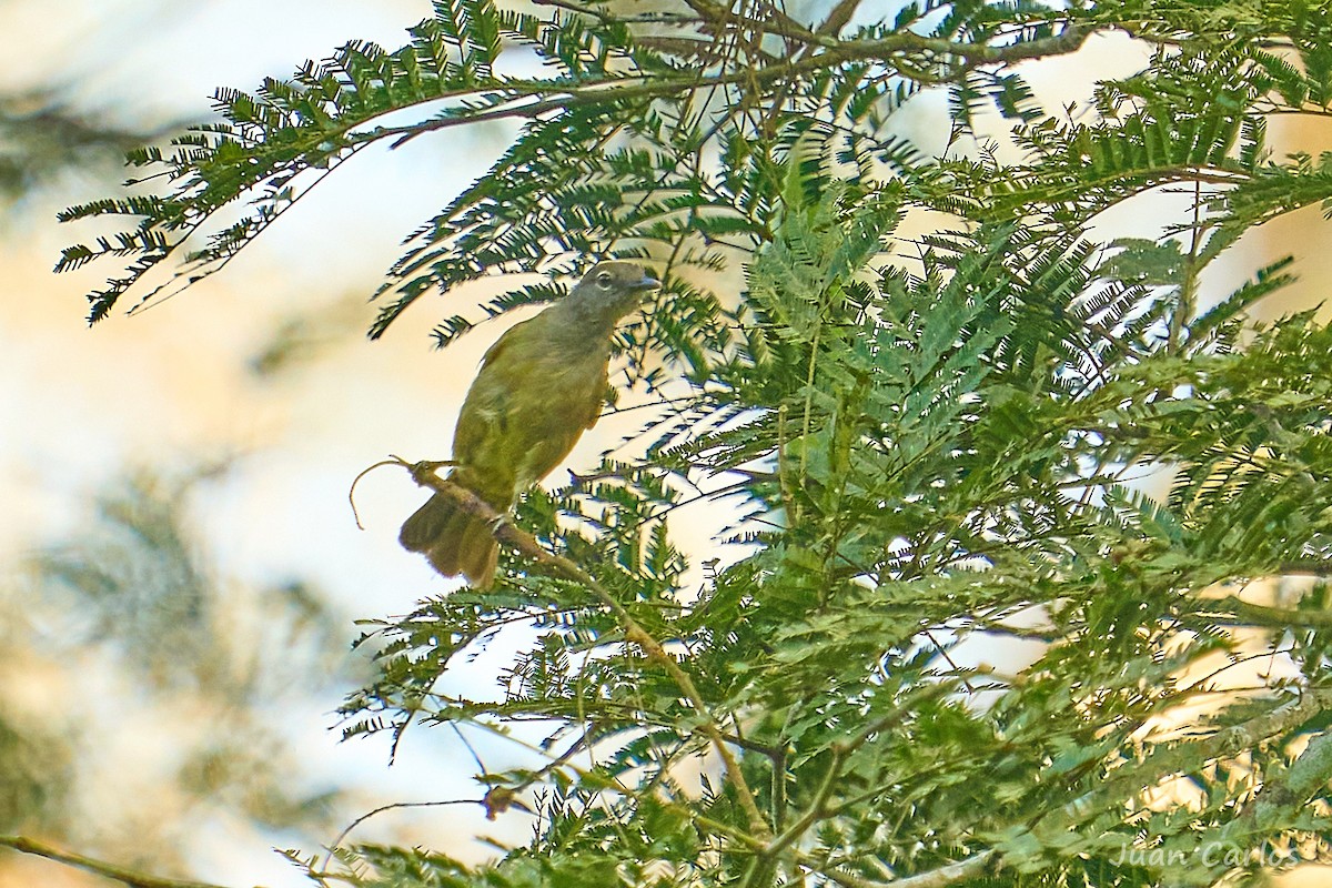 Plain Greenbul - ML647064930