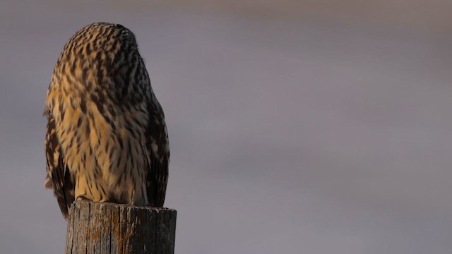 Short-eared Owl - ML647064957