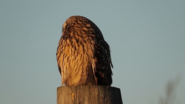 Short-eared Owl - ML647064958