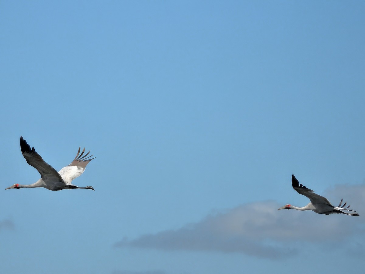 Brolga - ML647064972