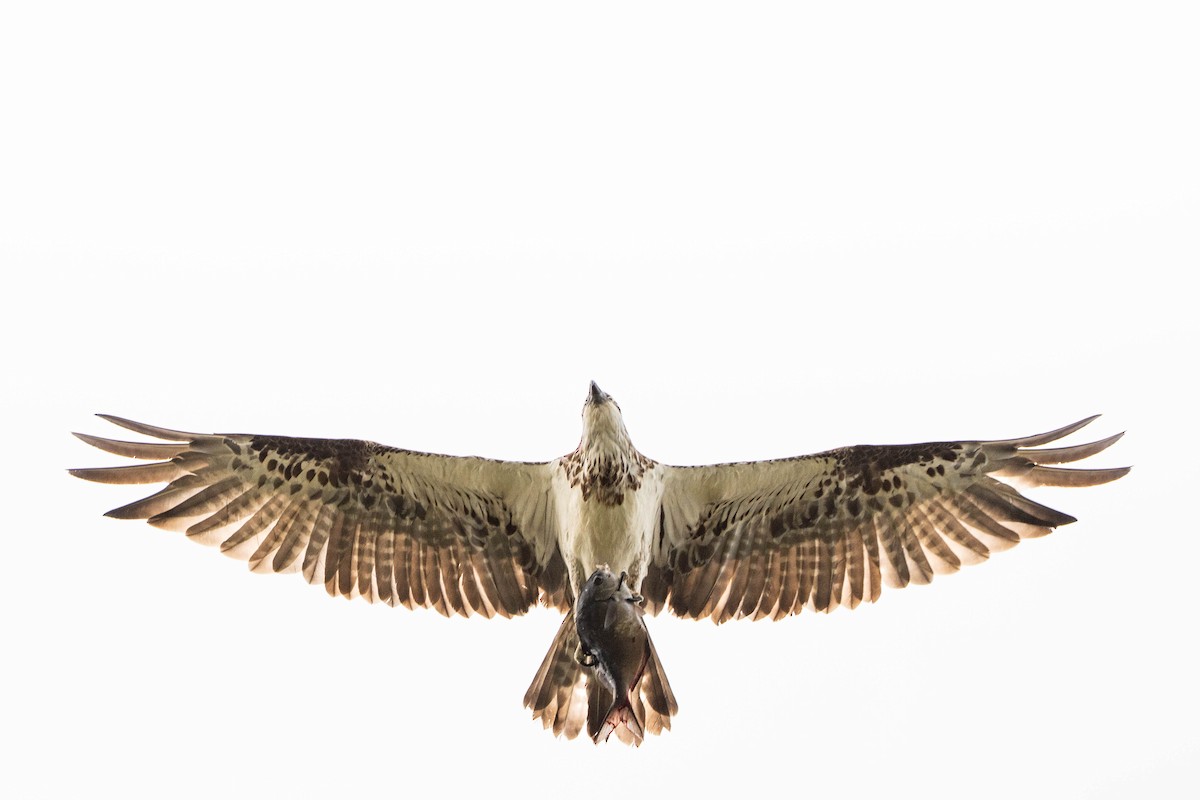 Osprey - ML647064973