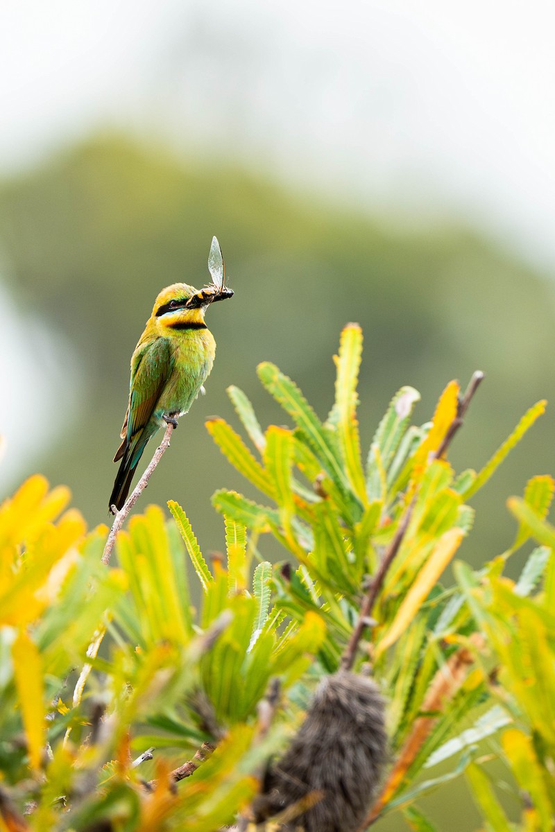 Rainbow Bee-eater - ML647064976