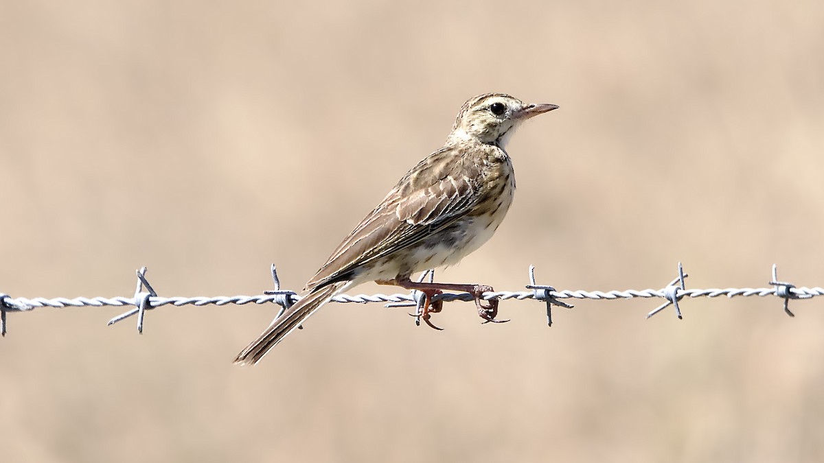 Australian Pipit - ML647064981