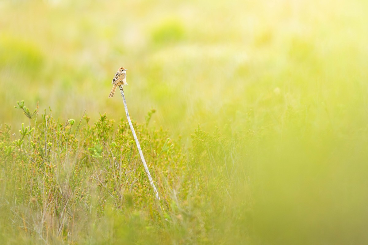 Tawny Grassbird - ML647064982