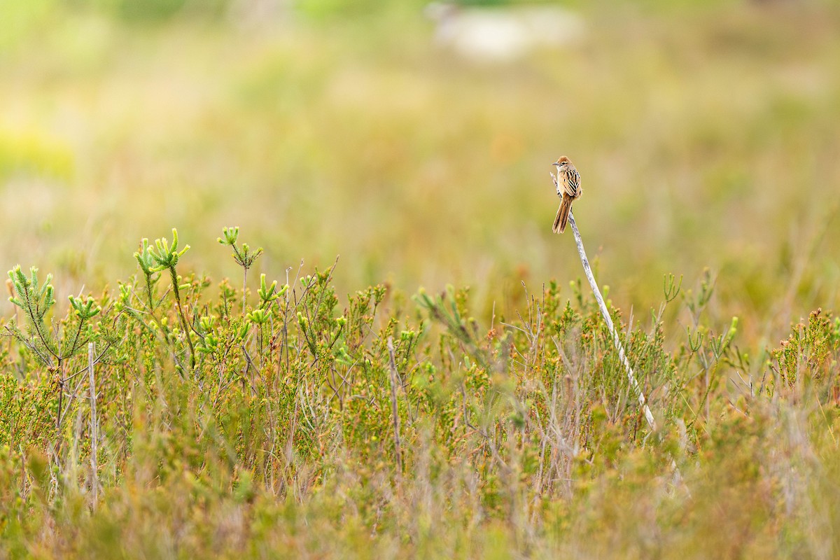 Tawny Grassbird - ML647064983