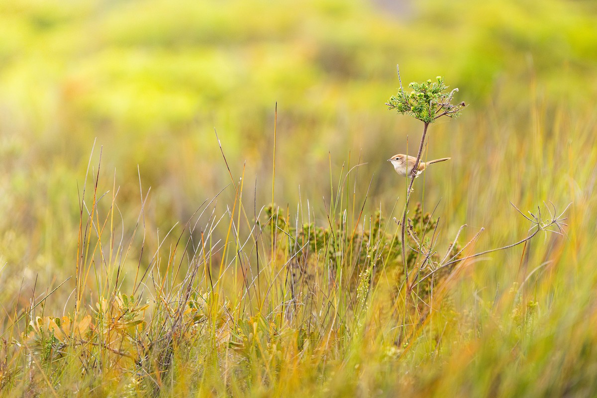 Tawny Grassbird - ML647064984