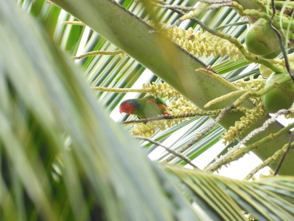 Red-flanked Lorikeet - ML647064987