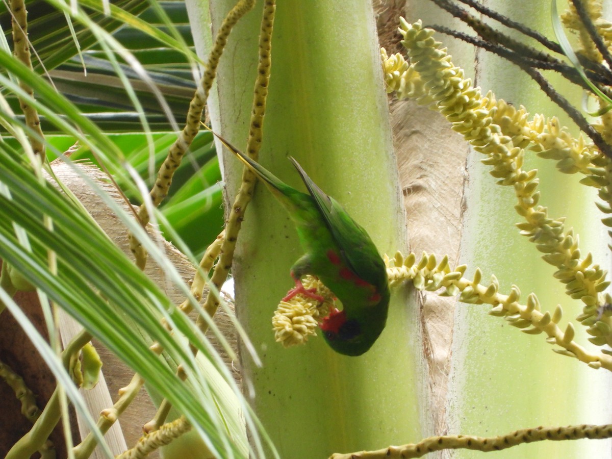 Red-flanked Lorikeet - ML647064989
