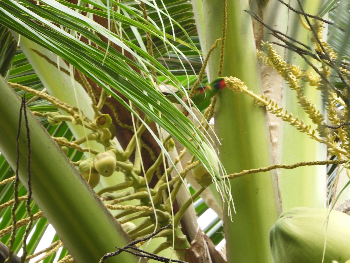 Red-flanked Lorikeet - ML647064990