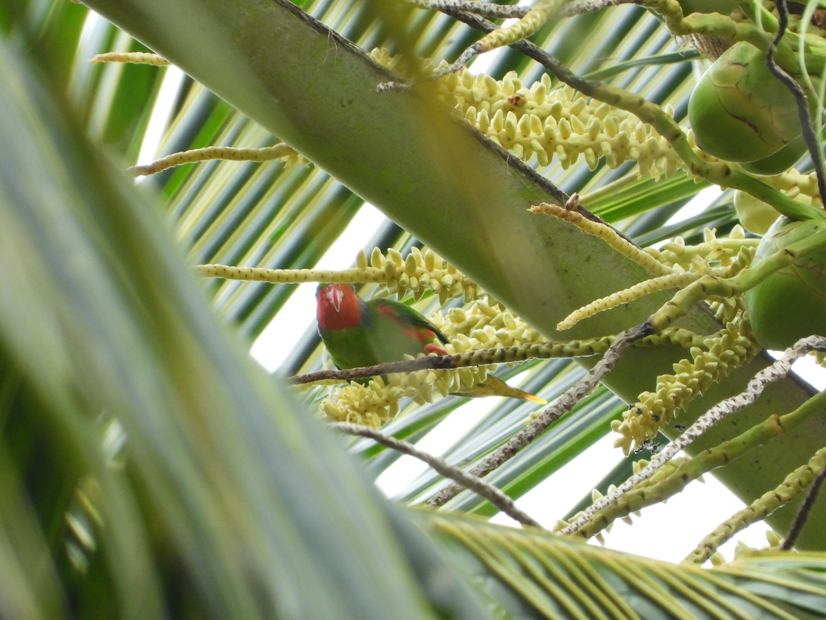 Red-flanked Lorikeet - ML647064991