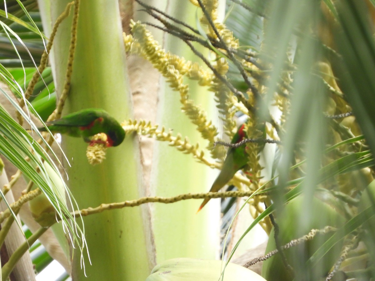 Red-flanked Lorikeet - ML647064992