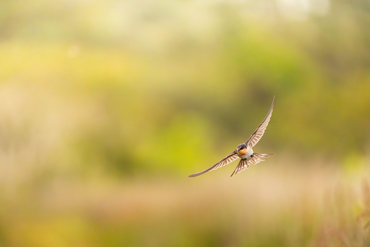 Welcome Swallow - ML647064993