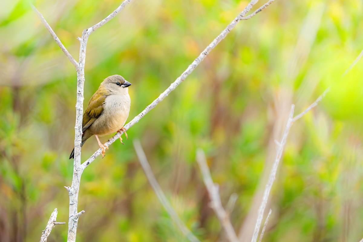 Red-browed Firetail - ML647064994