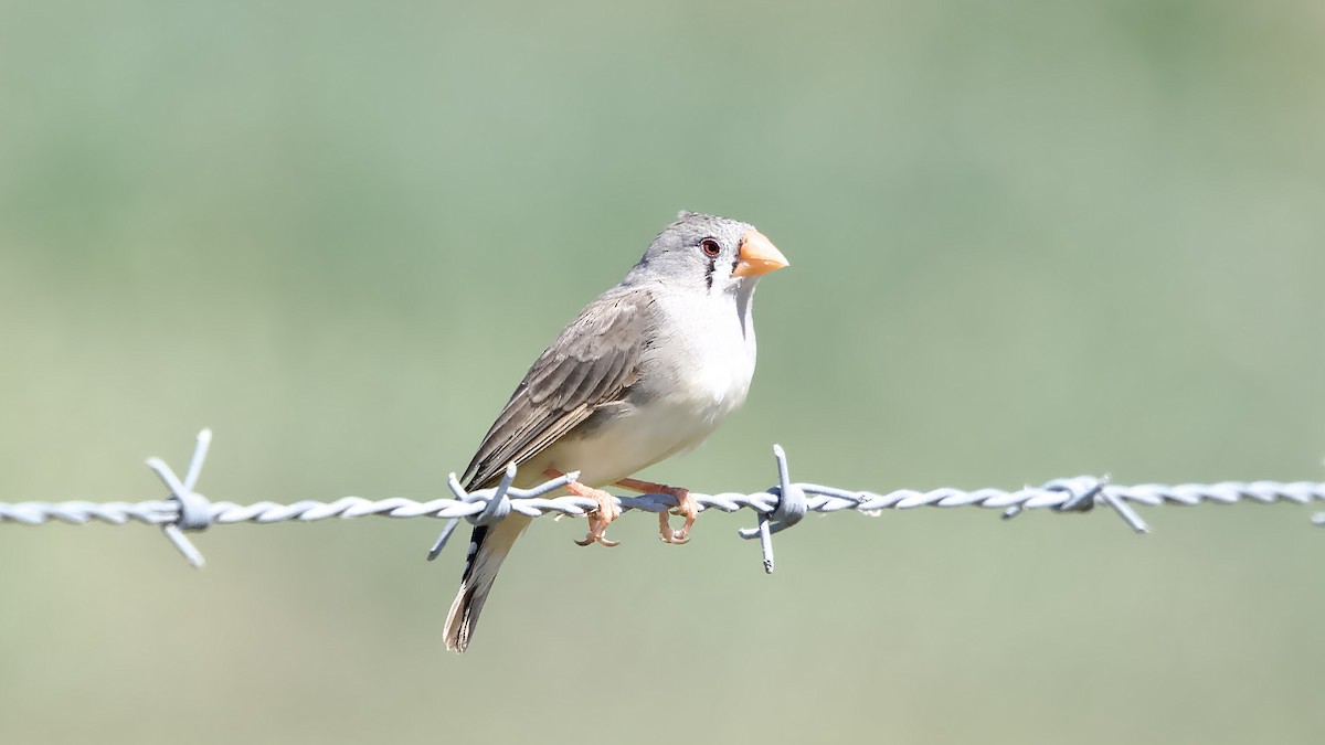 פרושית זברה - ML647064998