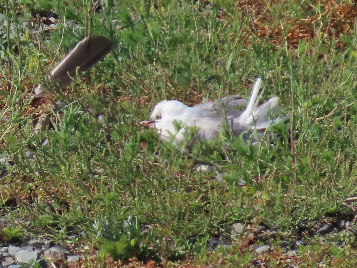 gull sp. - ML647065000