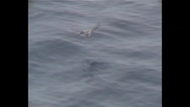 buřňák fernandezský - ML647065001