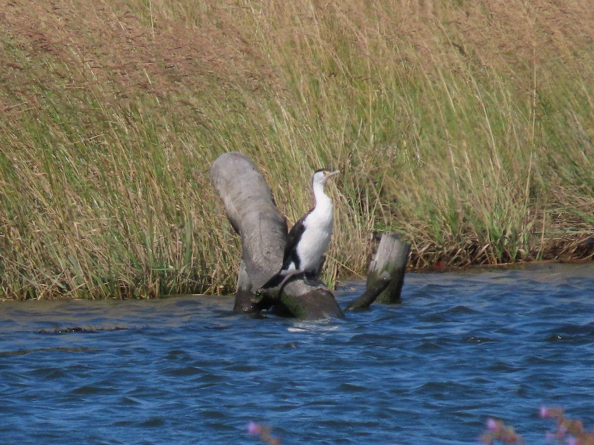 Pied Cormorant - ML647065011