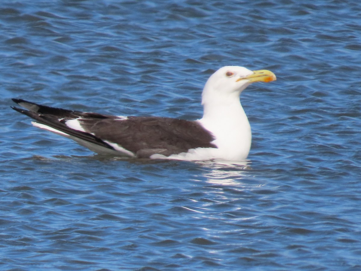 Kelp Gull - ML647065016