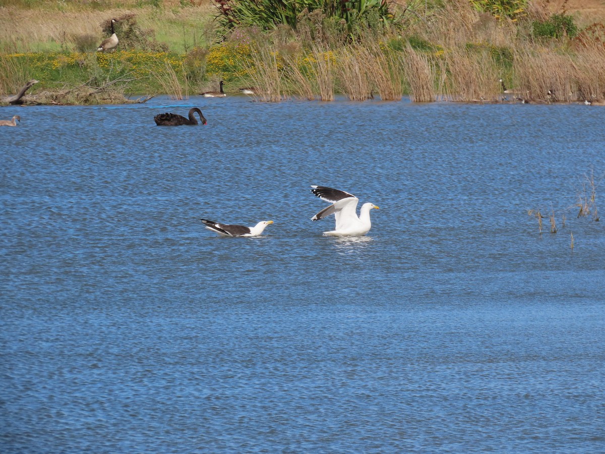Kelp Gull - ML647065017