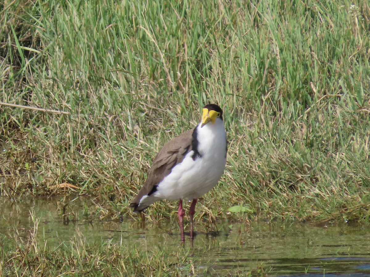 Masked Lapwing - ML647065031
