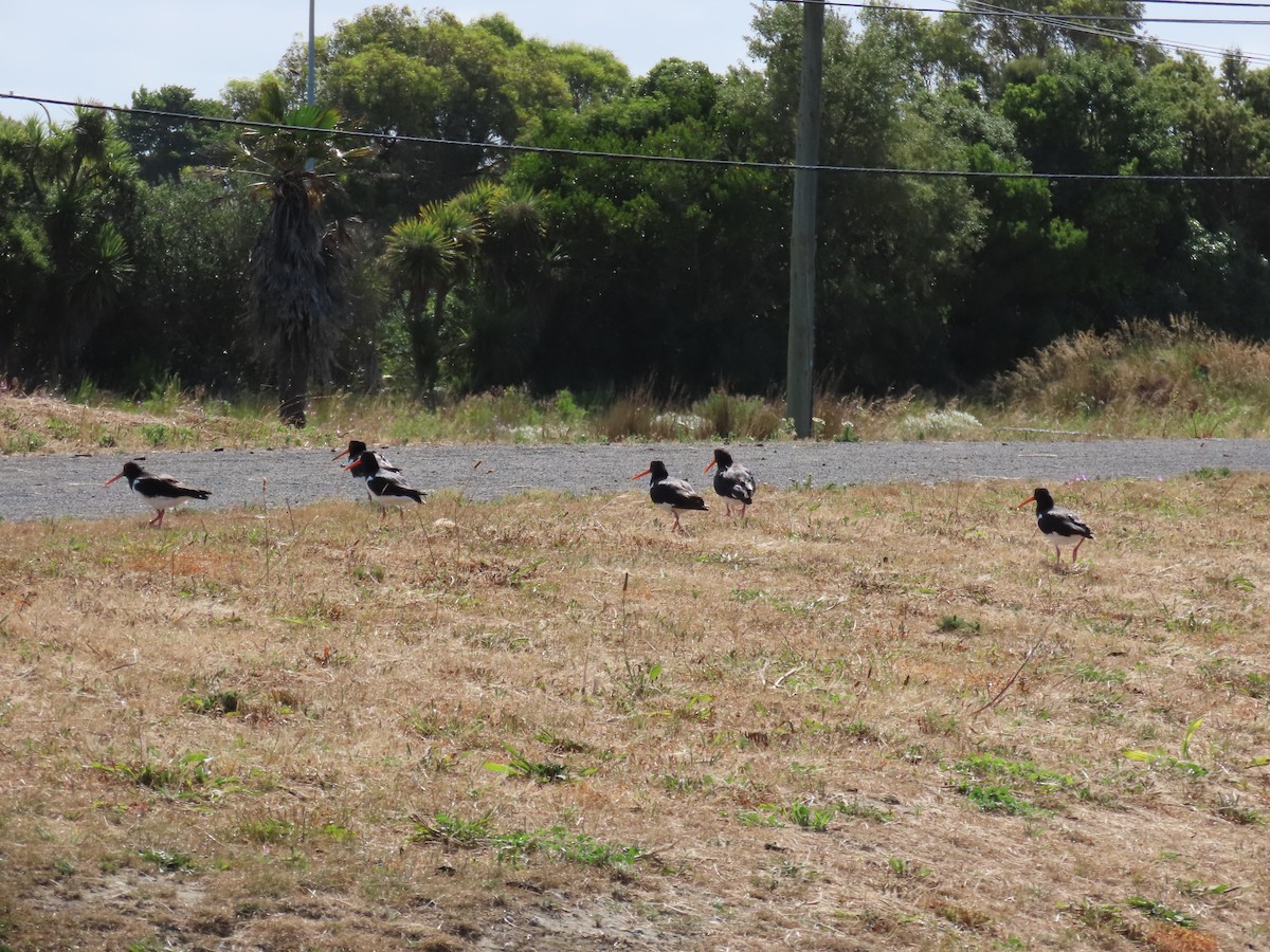 South Island Oystercatcher - ML647065038
