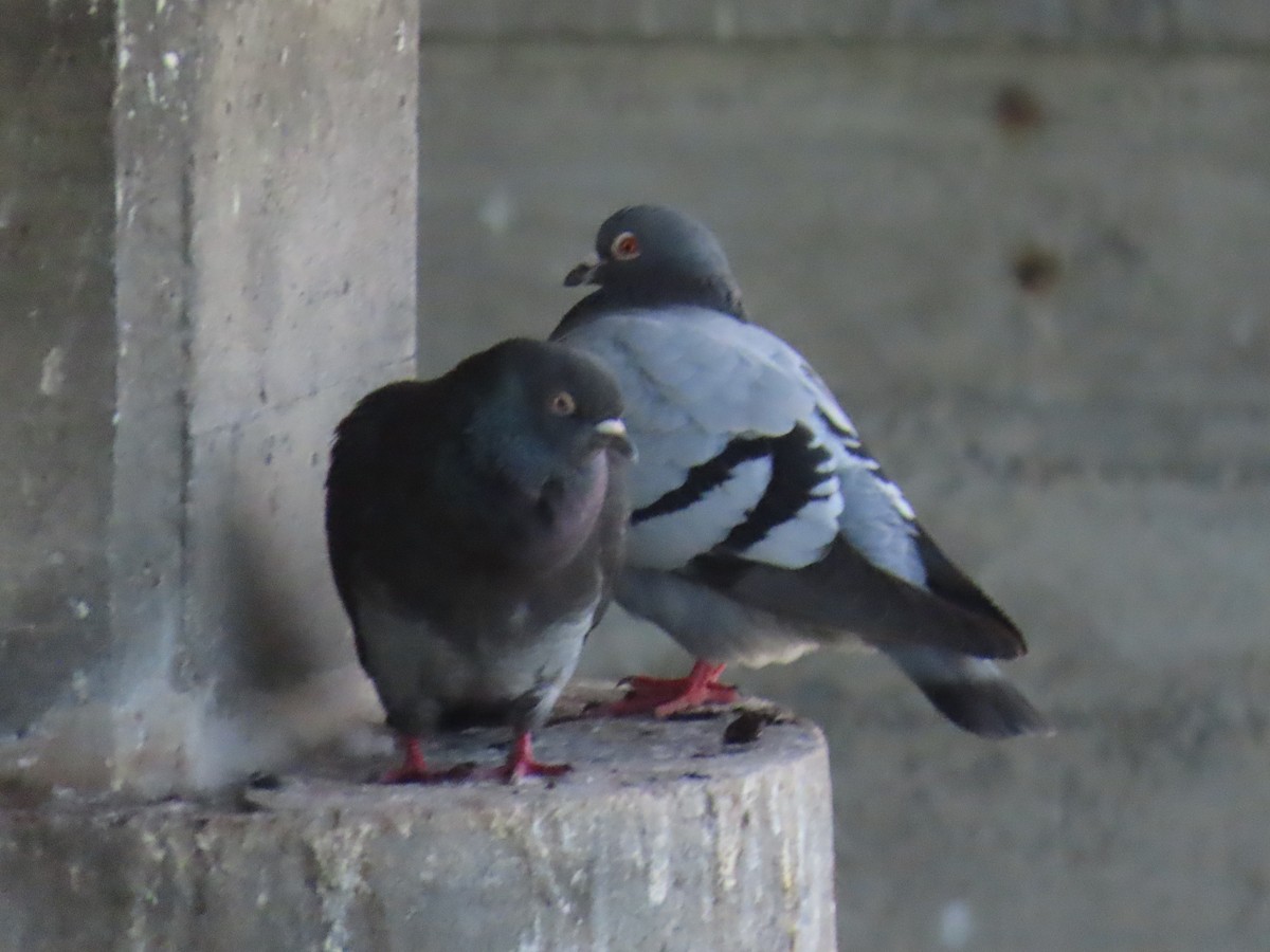 Rock Pigeon (Feral Pigeon) - ML647065045