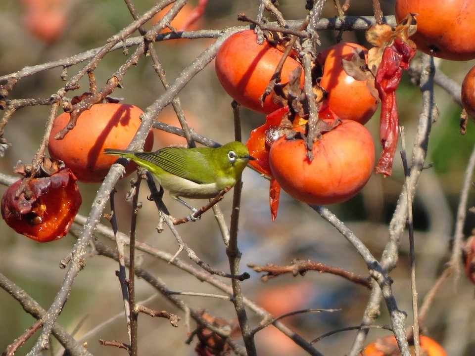 Warbling White-eye - ML647065055