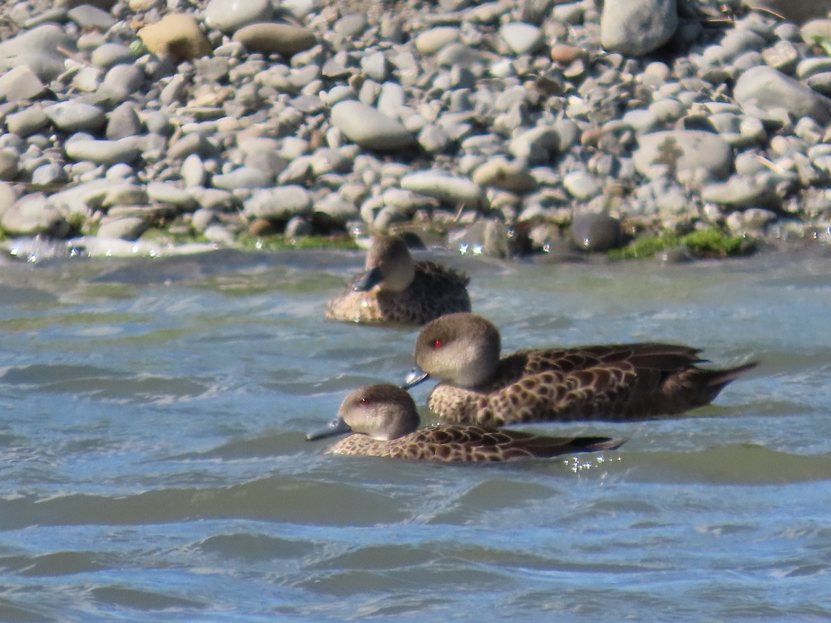 Gray Teal - ML647065058