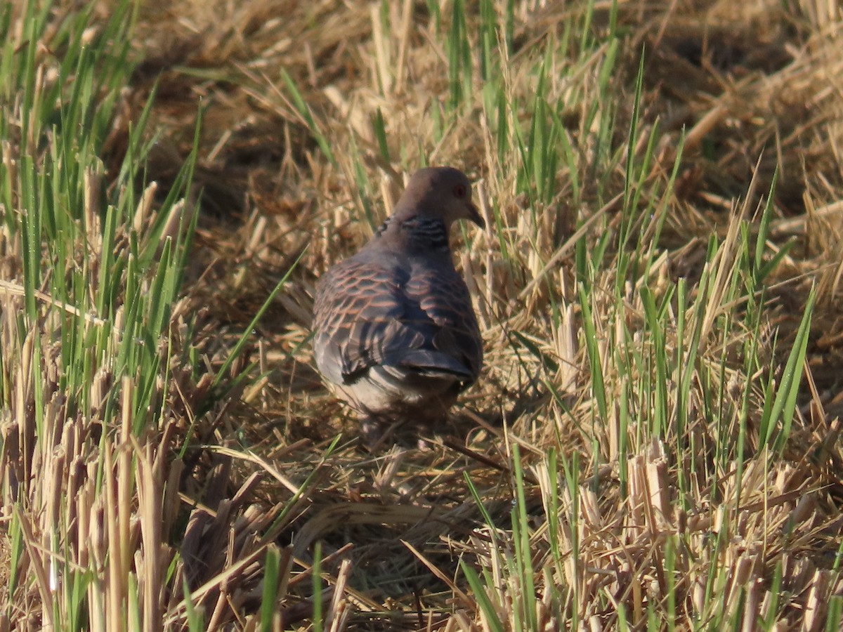 Oriental Turtle-Dove - ML647065059