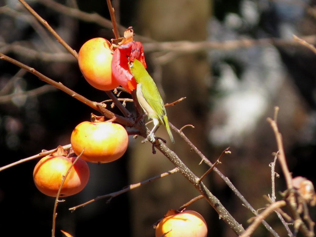 Warbling White-eye - ML647065060