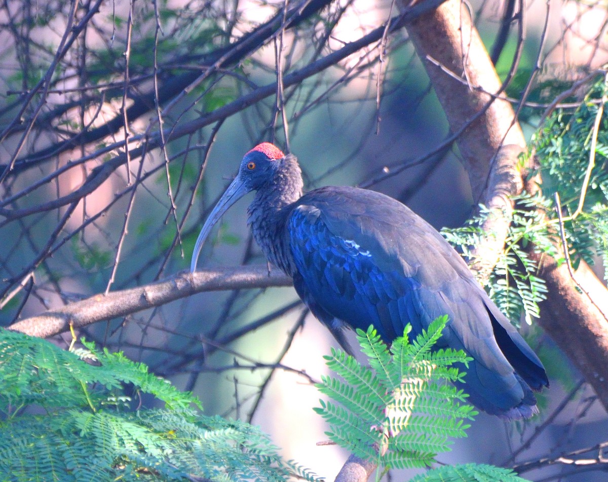 Red-naped Ibis - ML647065061