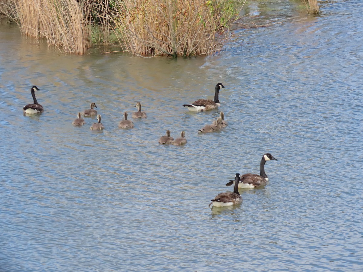 Canada Goose - ML647065062