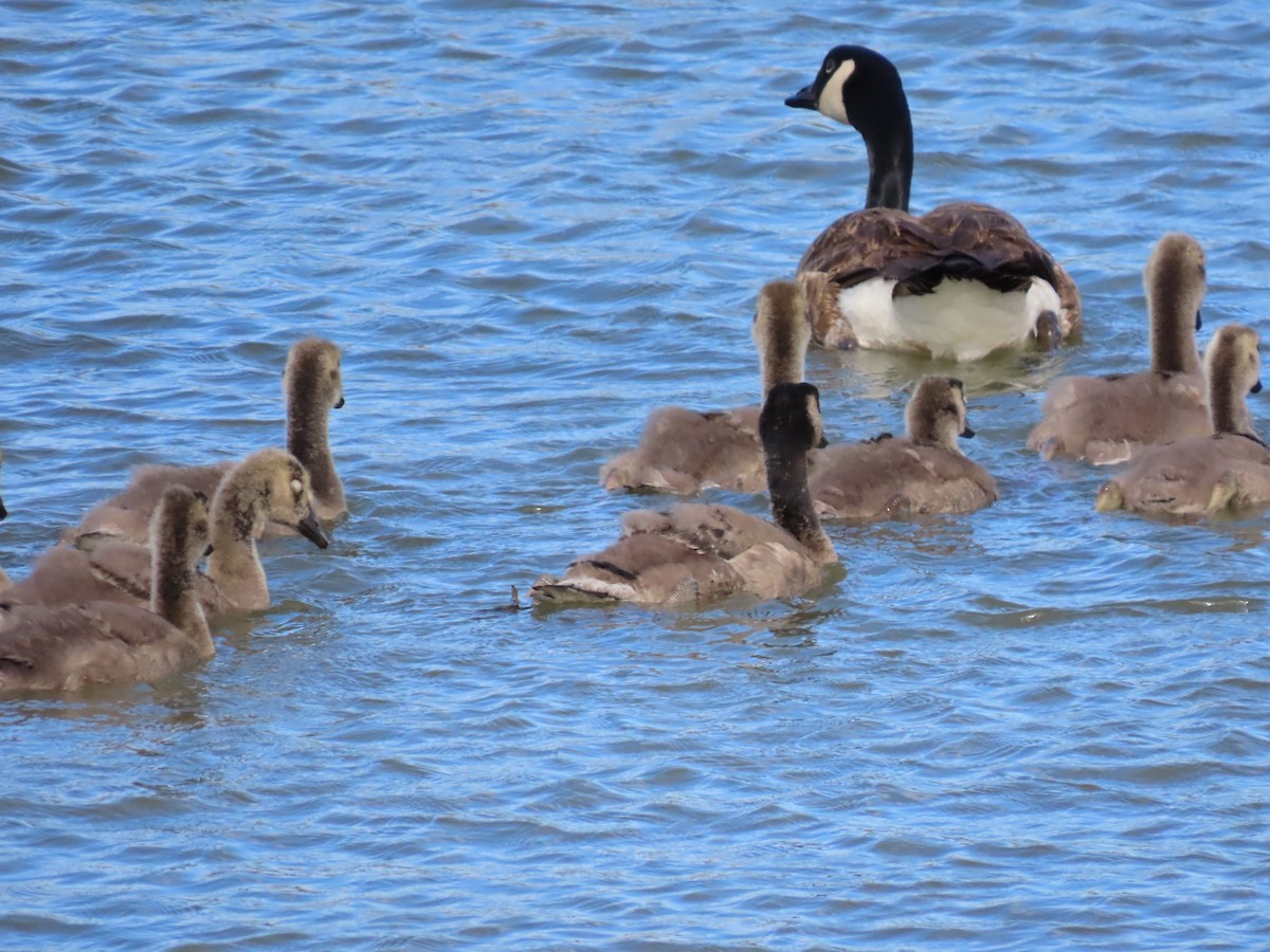 Canada Goose - ML647065063
