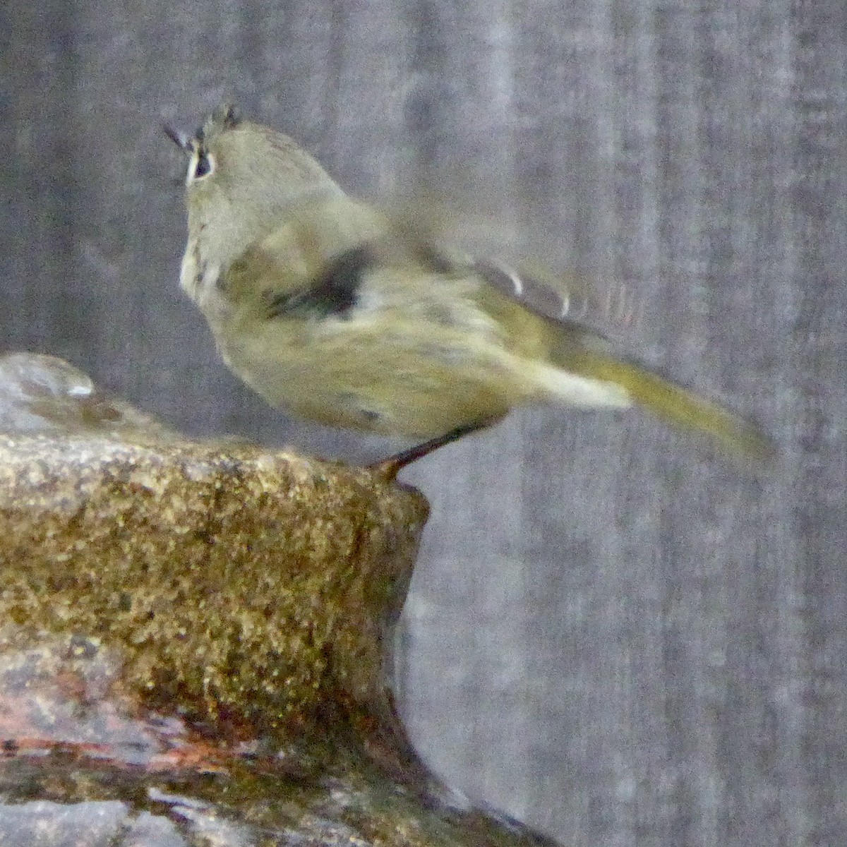 Ruby-crowned Kinglet - ML647065064