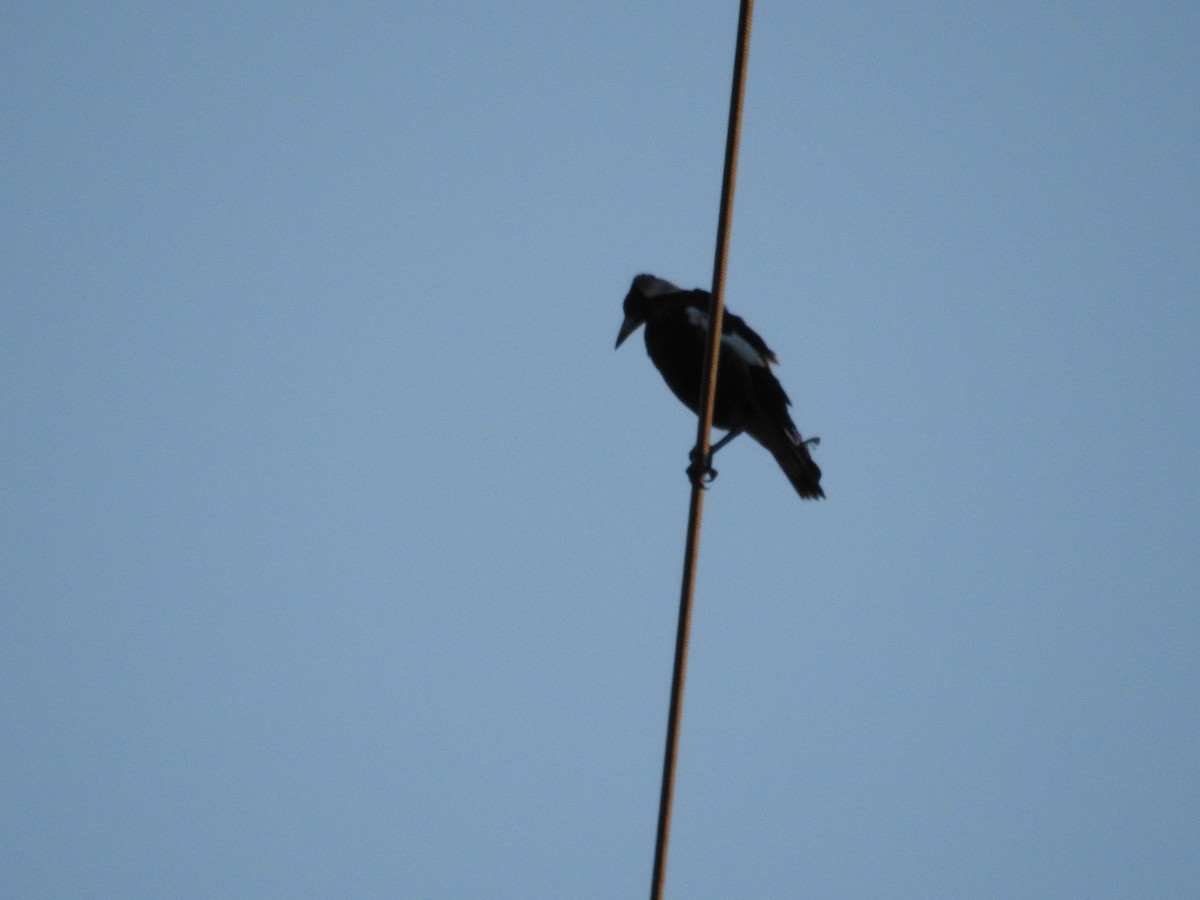 Australian Magpie - ML647065066