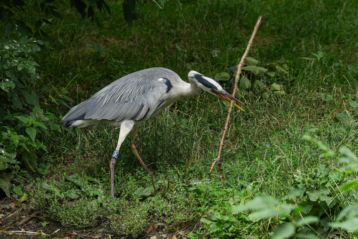 Gray Heron - ML647065067
