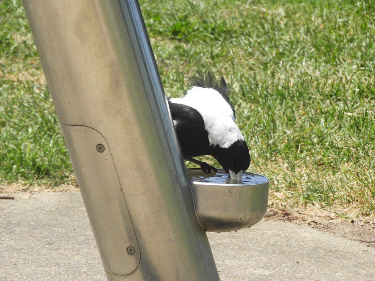 Australian Magpie - ML647065069
