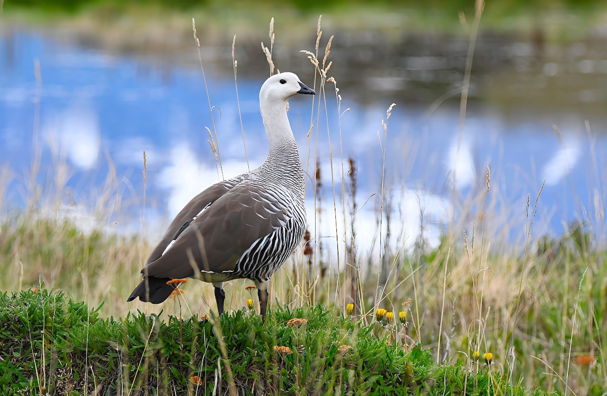 Upland Goose - ML647065070